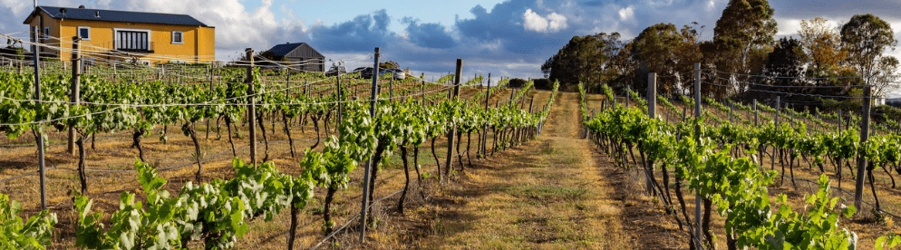 Audrey Wilkinson Vineyard in Hunter Valley, Australia